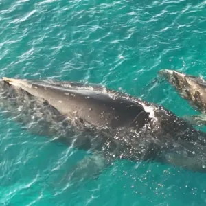 Small group watching humpback whales near Puako coast