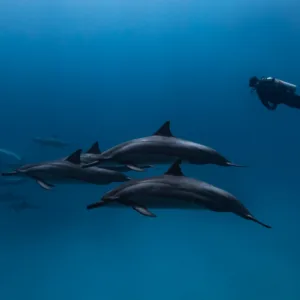 Divers preparing for manta ray night dive in Kona