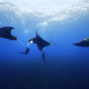 Night dive with manta rays glowing underwater