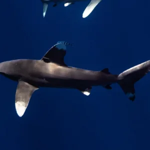 Diving among vibrant coral reefs in Kona waters