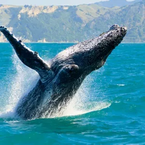 Kayak tour spotting whales in Maui’s clear waters