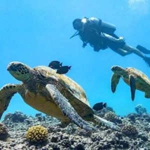 Diver exploring colorful coral reef near shore