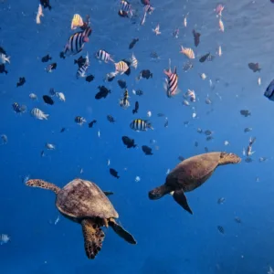 Small group snorkeling adventure in Turtle Canyon