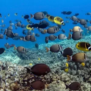 Snorkelers exploring coral reefs near Captain Cook Monument