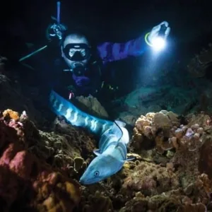 Small group scuba diving together under night sky