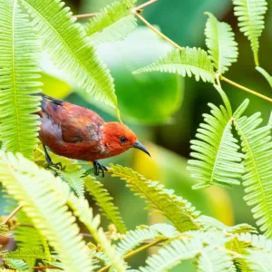 Scuba diver exploring colorful coral reef underwater