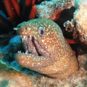 Official scuba diving certifications available in Oahu