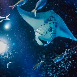 Snorkelers observing manta rays at twilight