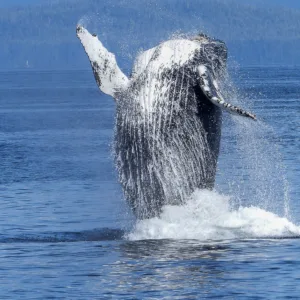 Whale breaching during dolphin watching tour in Kona