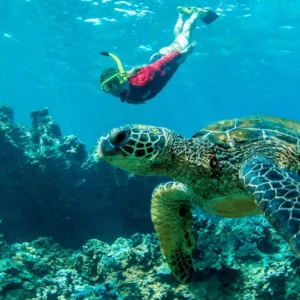 Half-day snorkeling adventure exploring West Maui's marine life