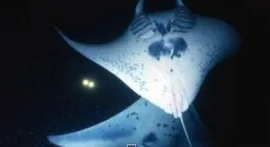 Night snorkeling adventure with manta rays near Big Island