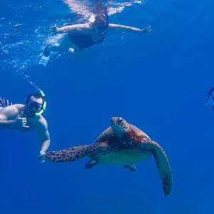 Scuba diver exploring colorful coral reefs