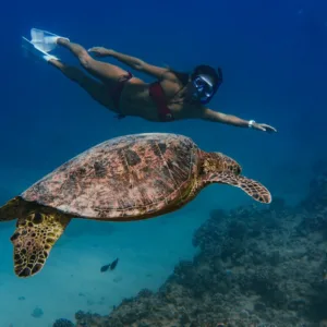 Snorkeler exploring vibrant marine life in Waikiki Turtle Canyon