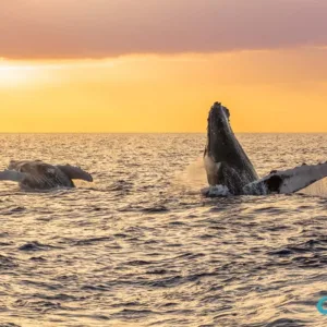 Whale breaching during sunset whale watch tour in Maui
