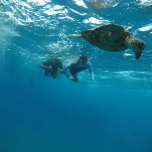 Couple snorkeling in clear tropical waters