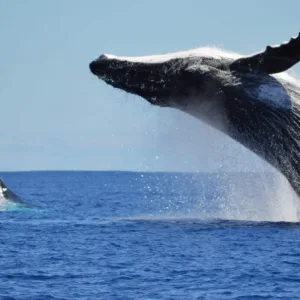 Whale breaching near boat during Maui whale watching tour