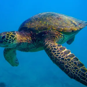 Snorkelers observing turtles near coral reef in Honolulu