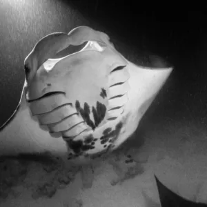 Snorkelers exploring ocean at night with manta rays