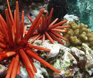 Snorkeler swimming near Captain Cook Monument underwater