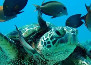 Catamaran cruising along Oahu’s Waianae coast