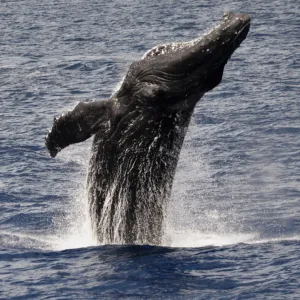 Humpback whale breaching near boat in Maui
