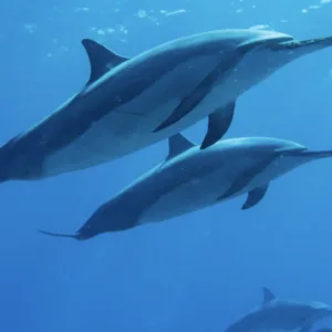 Disney Exclusive Catamaran