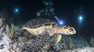 Scuba diver exploring underwater reef at night