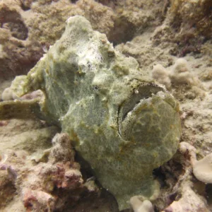 Scuba divers exploring underwater wreck site