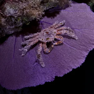 3 Divers - Private Night Dive with Barry