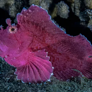 4 Divers - Private Night Dive with Barry