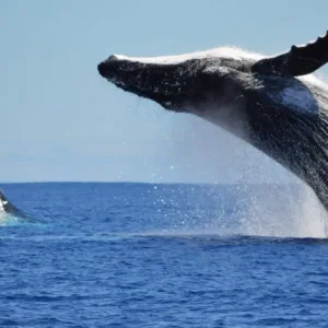 Whale watching cruise with expert narration in Waikiki