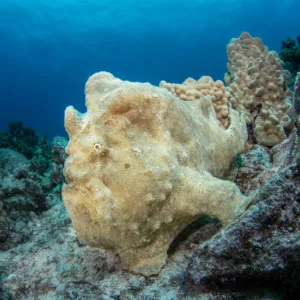 Diving boat anchored near vibrant coral reefs