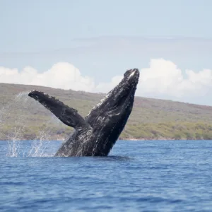 Whale breaching ocean surface near boat