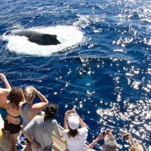 Whale watching led by certified Marine Naturalists
