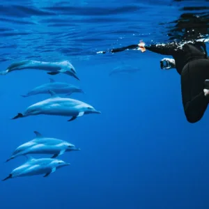 Speed boat ride to swim with dolphins