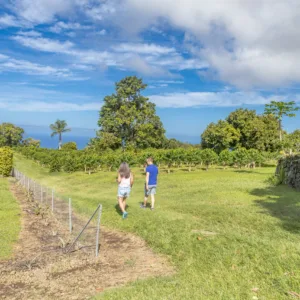 Coffee fields with ripe coffee cherries