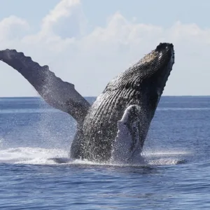Whale watching cruise with panoramic deck views
