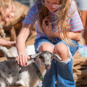 Child petting a young goat on farm