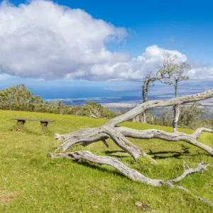 Hikers ascending a dry forest trail on Pu'u Wa'awa'a
