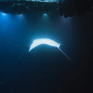 Night snorkeling with manta rays in Kona