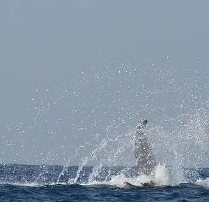 Whale spouting water near a tour boat