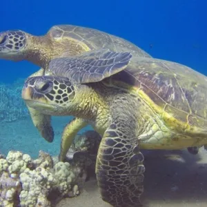 Scuba divers exploring a shark and turtle wreck site