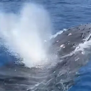 Boat tour guests watching whales and snorkeling nearby