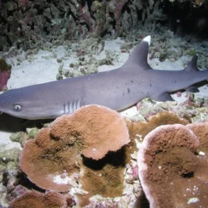 Scuba diver exploring underwater wreck with turtles nearby