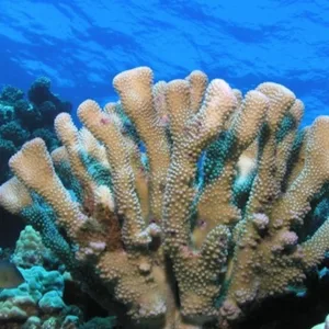 Scuba diver preparing equipment for open water certification