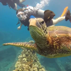 Scuba diver exploring coral reef underwater