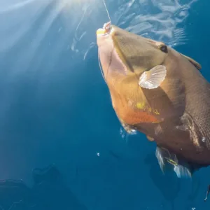Small boat cruising along Oahu’s North Shore coast