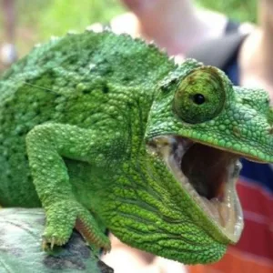 Hikers walking peaceful trail to Maui waterfalls