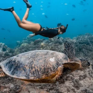 Snorkelers swimming among tropical fish in clear water