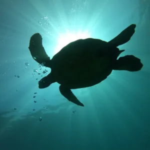 Diver preparing gear on boat deck in Maui